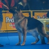 GERMAN SHEPHERD DOG 2