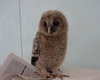 フクロウとアオバズクの赤ちゃん