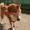老犬ホームあん｜指導者