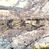 斐伊川堤防桜並木に咲いていた桜  ⑧（島根県雲南市木次町）
