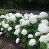 アナベルの白い花