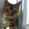 8月後半の #ねこ #cat #猫 どらやきちゃんB