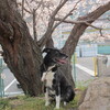 老犬の介護にも慣れてきました。