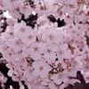 今日は・・。春ソング特集！！！