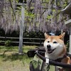 三大神社の藤　〜滋賀県草津市〜