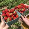 いちご狩りにいってきたで　Strawberry picking in Maryland