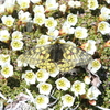 大雪山赤岳のウスバキチョウ、アサヒヒョウモン、ダイセツタカネヒカゲ！2021年6月26日