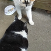 猫と宇宙人。