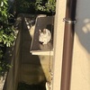 やだ