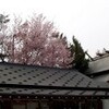 札幌でも桜が開花！