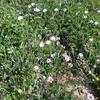 　レンゲの花