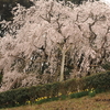 奥山田のしだれ桜