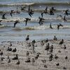 野鳥を見に　荒尾 ～ 横島干拓地　2021年 5月5日