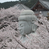 桜　大仏　壷阪寺　奈良県　高市郡