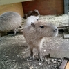  大宮公園の小動物園