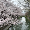八幡堀に満開の桜