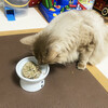 猫が玉ねぎなどを食べた場合の緊急対処とその後の対応