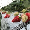 完熟いちご🍓狩り情報　３月５日(金)休園日です‼️💕🍀