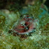 海中に咲く花、イバラカンザシ