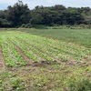 大根、踏み荒らされる