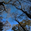 初冬の三辻山遊山　黄葉　