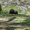 カピバラではありません