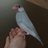 ベタ慣れ文鳥、握り文鳥 