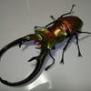【フィギュア】生き物フィギュアコレクション（昆虫）