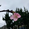 河津桜　20210124