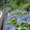 汐見ケ丘団地あじさい通り