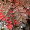 鳥海山ー紅葉と冠雪の季節ー