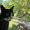 くろちゃんの激怒と激闘
