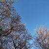 夕方桜