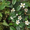 春、カマツカコケモモが開花する
