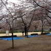 桜・桃・桜  大阪城 桃園 その3と 桜（靭公園・大阪城）