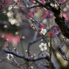 柿生・浄慶寺の梅花といっしょに春を迎えました