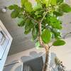 植物活力素 メネデール を使ってみたらめちゃくちゃよかった ダイナミック気晴らし