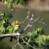 チャガシラハチクイ(Chestnut-headed Bee-eater)