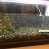新しい水槽を買いました
