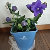 花が側にあると幸せです