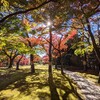 殿ヶ谷戸庭園（随冝園）に行ってみた。紅葉がとても綺麗。（国分寺市南町）