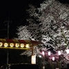 ピンクな夜桜  羽村の堰