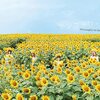 夏のクオリアで振り返るフィロのス夏の思い出