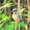 鳥撮散歩　1カ月ぶりに見るカワセミ！