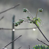 開花するか皇帝ダリア