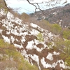 朝日山系のブナ林