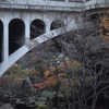 写真　飛鳥山公園　夜の紅葉　2014-12-11