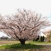 小野崎の山桜・・