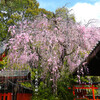 満足稲荷神社の桜