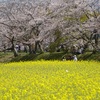 藤原宮跡の桜と菜の花２０２３年（３月下旬～４月初め）